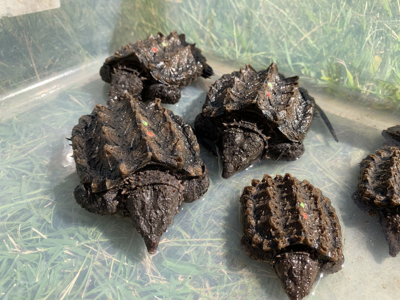 Alligator snapping turtles